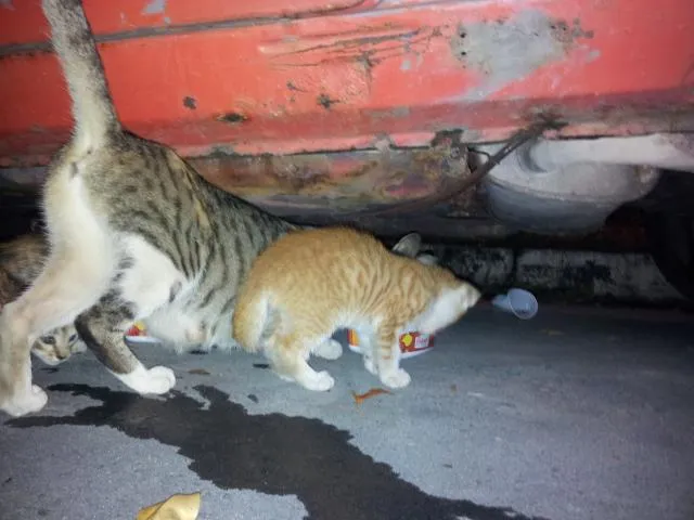 Gato raça SRD idade 2 a 6 meses nome sem nome