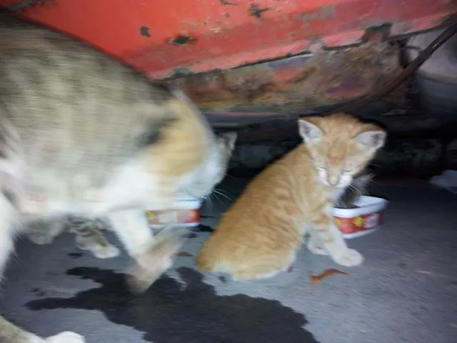 Gato raça SRD idade 2 a 6 meses nome sem nome