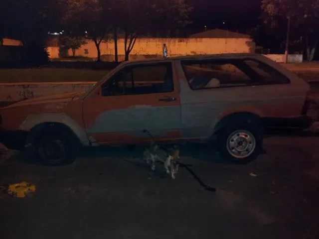 Gato raça SRD idade 2 a 6 meses nome sem nome
