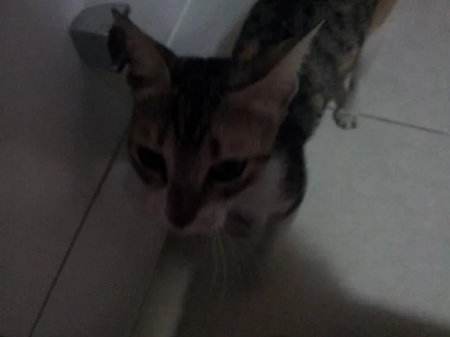 Gato raça SRD idade 2 a 6 meses nome sem nome