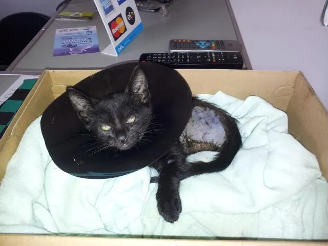 Gato raça SRD idade 2 a 6 meses nome sem nome