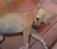 Apareceu