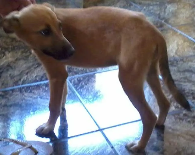 Cachorro ra a SRD idade  nome Apareceu