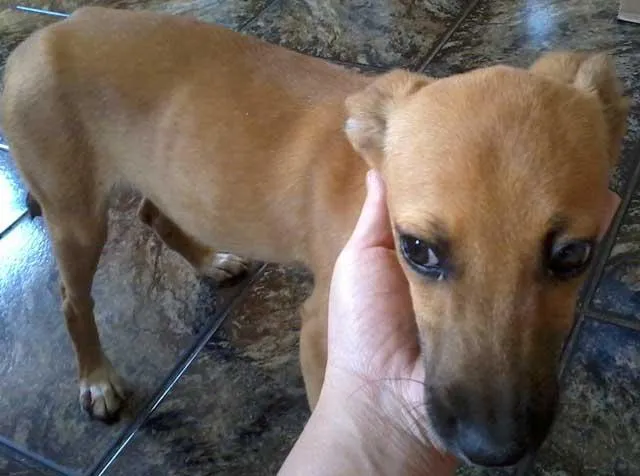 Cachorro ra a SRD idade  nome Apareceu