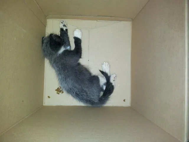 Gato raça SRD idade 2 a 6 meses nome sem nome