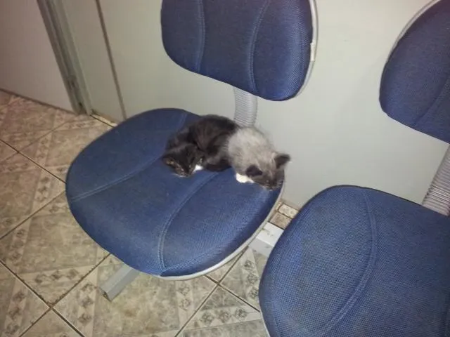 Gato raça SRD idade 2 a 6 meses nome sem nome
