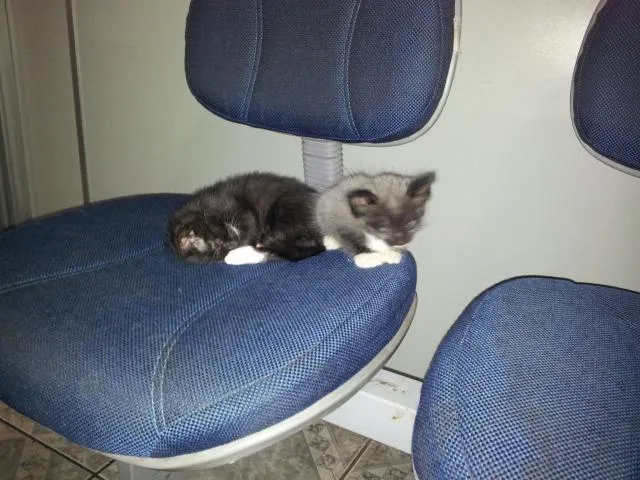 Gato raça SRD idade 2 a 6 meses nome sem nome