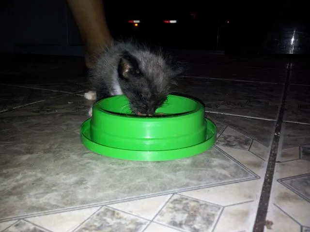 Gato raça SRD idade 2 a 6 meses nome sem nome