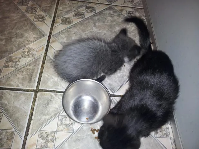 Gato raça SRD idade 2 a 6 meses nome sem nome