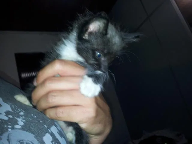 Gato raça SRD idade 2 a 6 meses nome sem nome