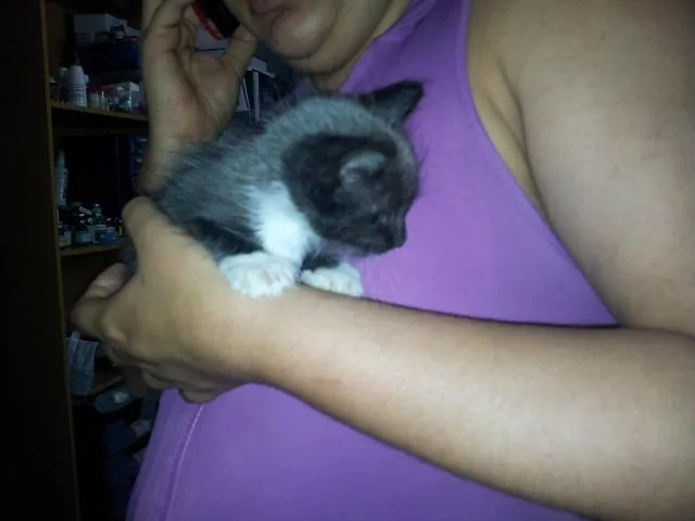 Gato raça SRD idade 2 a 6 meses nome sem nome