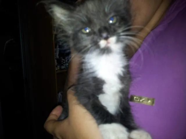 Gato raça SRD idade 2 a 6 meses nome sem nome