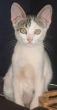 Gato