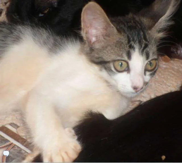 Gato ra a SRD idade  nome Gato