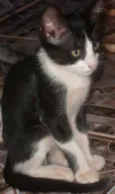 Gato