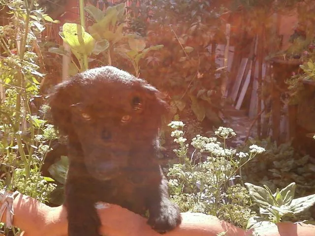 Cachorro raça SRD idade 2 anos nome Negão