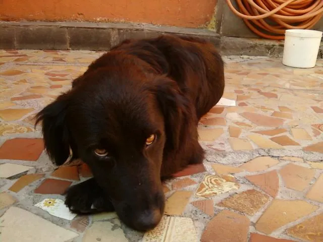 Cachorro raça SRD idade 2 anos nome Negão