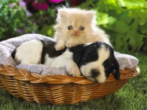 Cachorro raça SRD idade  nome CÃO/GATO