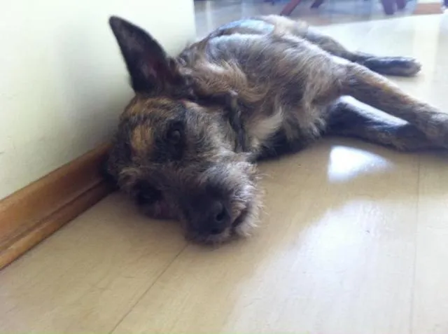 Cachorro ra a SRD idade 4 anos nome Belo 