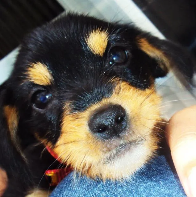 Cachorro ra a Vira Latas idade 2 a 6 meses nome Dedé