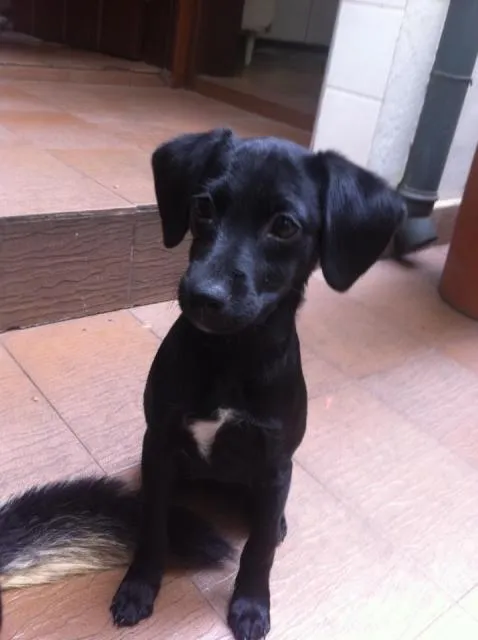 Cachorro ra a SRD idade 2 a 6 meses nome Peninha