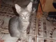 Gato