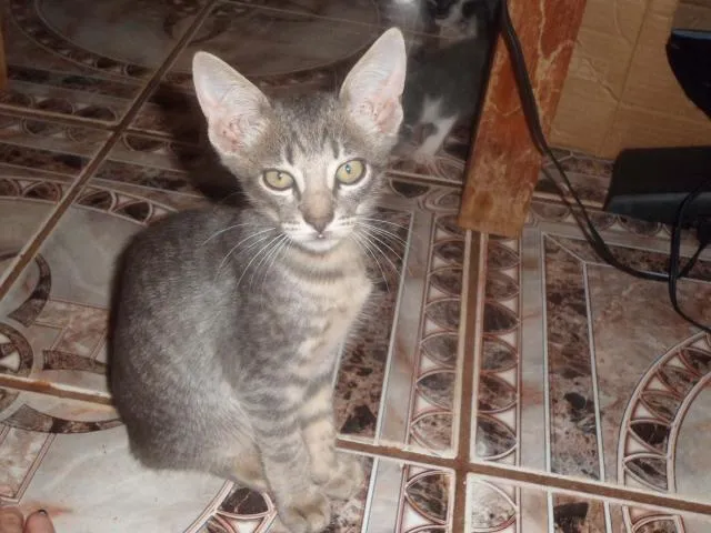 Gato ra a SRD idade  nome Gato