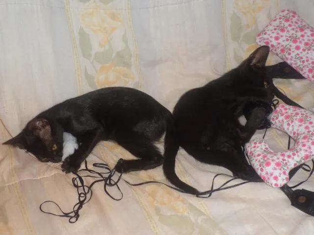 Gato ra a SRD idade  nome Gato