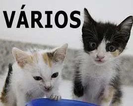 Gato ra a SRD idade nome Vários APROCAN