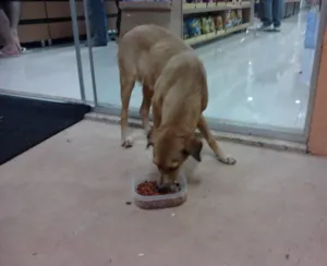 Cachorro raça srd idade 7 a 11 meses nome não sei