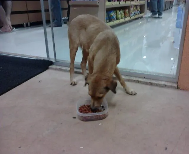Cachorro ra a srd idade 7 a 11 meses nome não sei