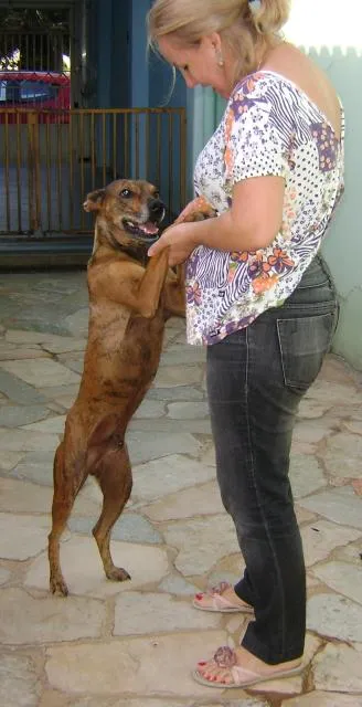 Cachorro ra a srd idade 2 anos nome Falcão ou Faísca