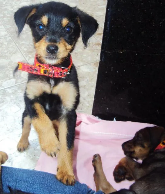 Cachorro ra a Vira Latas idade 2 a 6 meses nome Dedé
