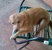 Cachorro ra a SRD idade 2 a 6 meses nome ROLE