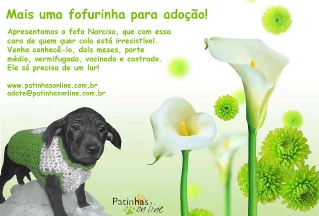 Cachorro ra a SRD idade 2 a 6 meses nome Narciso