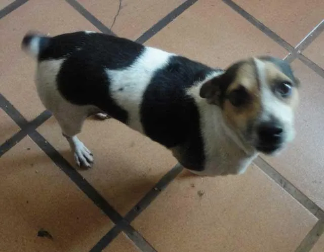 Cachorro ra a  idade 2 anos nome Abandonado - Bidu