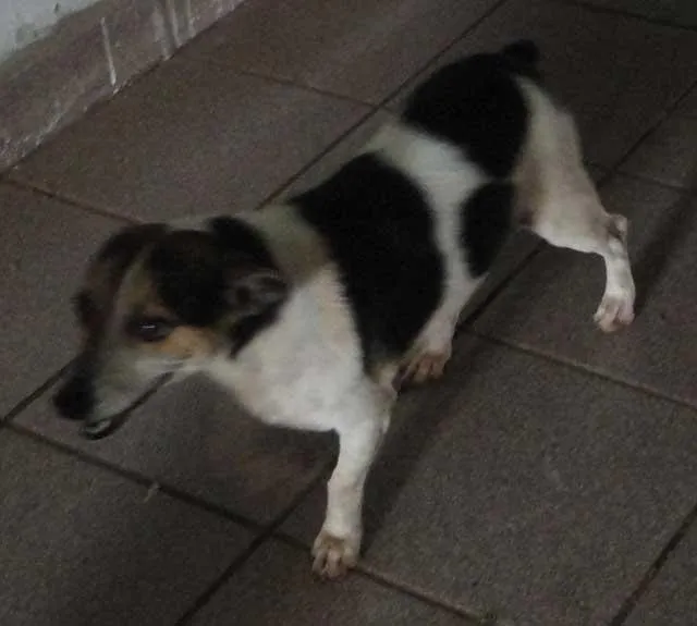 Cachorro ra a  idade 2 anos nome Abandonado - Bidu