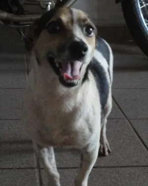 Cachorro raça  idade 2 anos nome Abandonado - Bidu