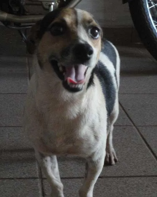 Cachorro ra a  idade 2 anos nome Abandonado - Bidu