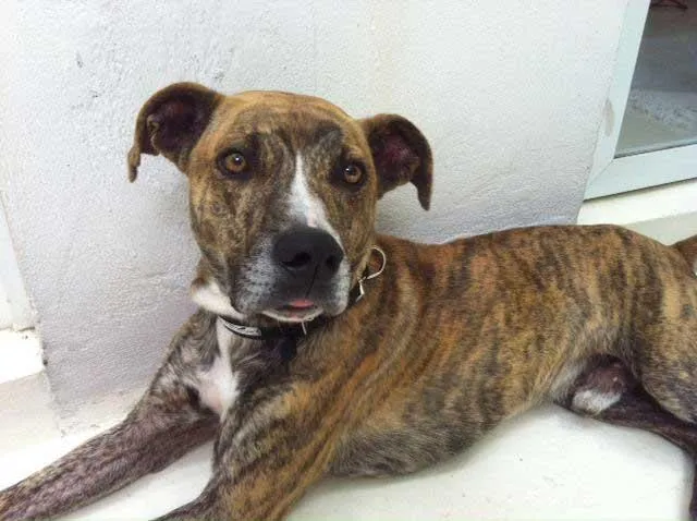 Cachorro ra a PitBullMIX idade  nome ENCONTRATO