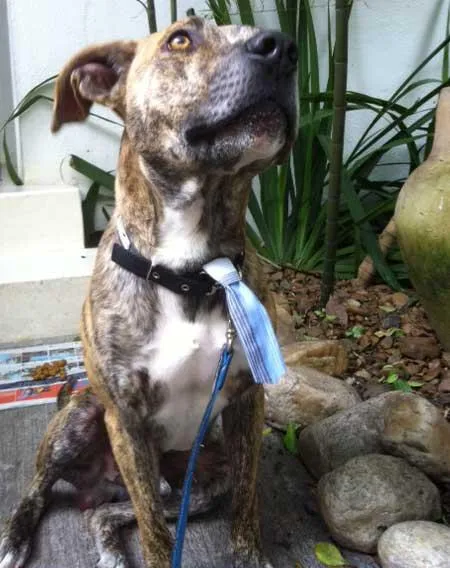 Cachorro ra a PitBullMIX idade  nome ENCONTRATO