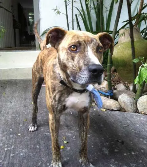 Cachorro ra a PitBullMIX idade  nome ENCONTRATO