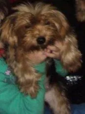 Cachorro ra a Yorkshire idade nome Duda