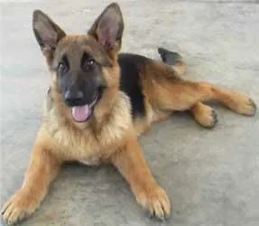 Cachorro raça Pastor Alemão idade 4 anos nome TICO