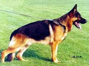 Cachorro ra a Pastor Alemão idade 4 anos nome TICO