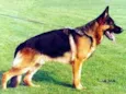 TICO
