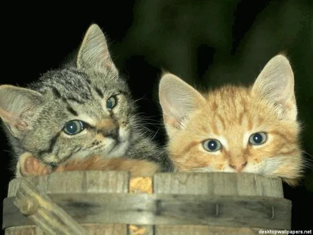 Gato ra a SRD idade nome Vários É O BICHO