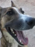 Laika