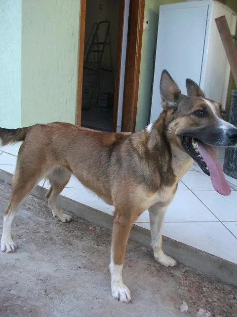 Cachorro ra a SRD idade 3 anos nome Laika
