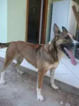 Laika